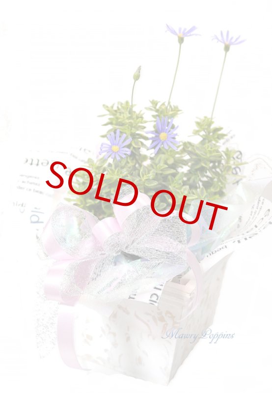 画像6: ブルーデイジーの鉢植えギフト (6)