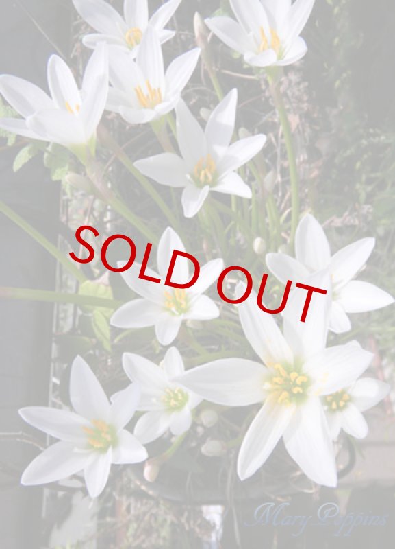 画像4: ゼフィランサス（タマスダレ）の鉢植えギフト (4)