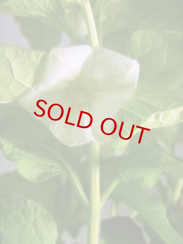 画像2: 酸漿(ほおずき)の鉢植えギフト (2)