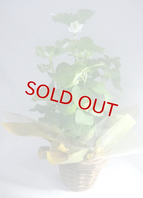 画像3: 酸漿(ほおずき)の鉢植えギフト (3)