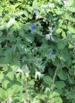 画像5: アメリカンブルーの鉢植えギフト (5)