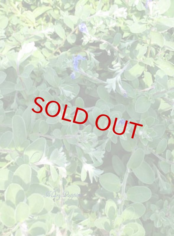 画像5: アメリカンブルーの鉢植えギフト (5)