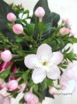 画像2: 匂い桜の鉢植えギフト (2)