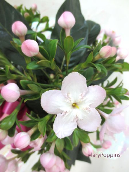 リメイク鉢☆香桜出品‪‪❤︎‬✩.*˚ リメイク鉢☆香桜様専用出品‪‪❤︎‬✩.*˚‬