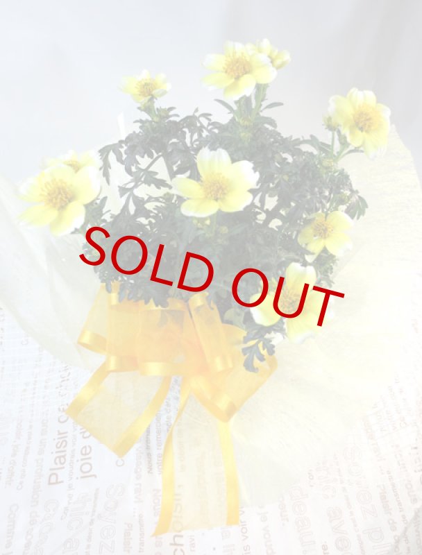 画像5: ウインターコスモスの鉢植えギフト (5)