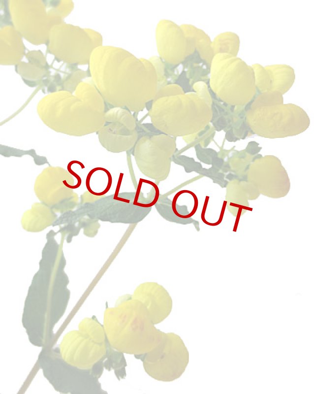 画像5: カルセオラリアの鉢植えギフト (5)