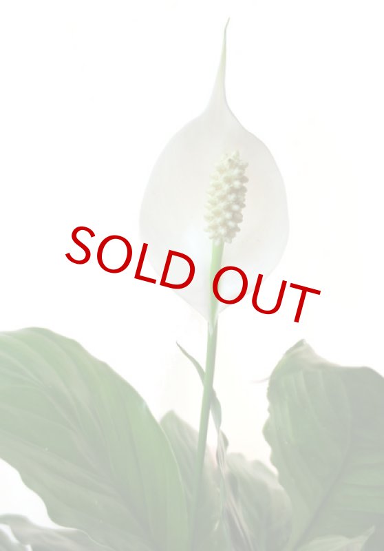 画像2: スパティフィラムの鉢植えギフト (2)