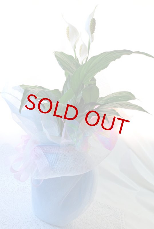 画像3: スパティフィラムの鉢植えギフト (3)