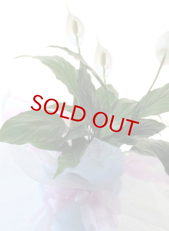 画像4: スパティフィラムの鉢植えギフト (4)