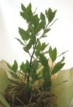 画像2: 月桂樹（ローレル）の鉢植えギフト (2)