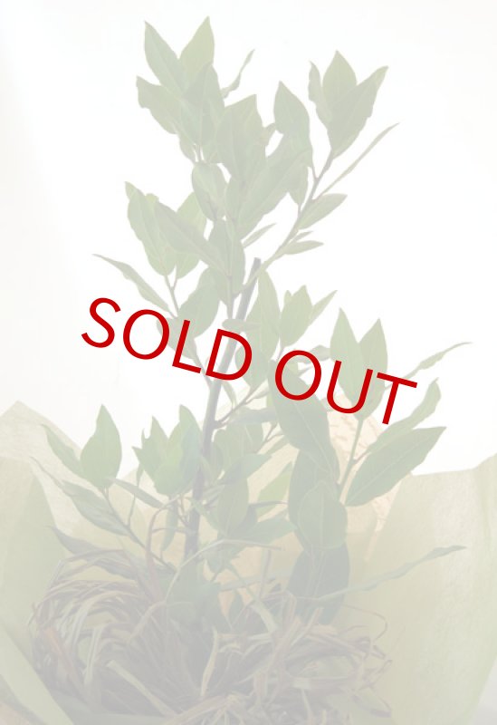 画像2: 月桂樹（ローレル）の鉢植えギフト (2)