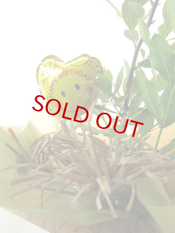 画像4: 月桂樹（ローレル）の鉢植えギフト (4)