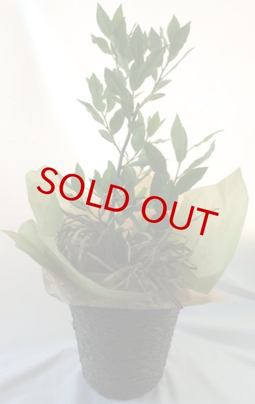 画像5: 月桂樹（ローレル）の鉢植えギフト (5)