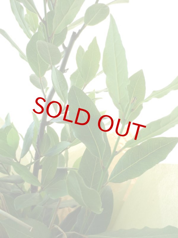 画像3: 月桂樹（ローレル）の鉢植えギフト (3)