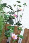 画像6: 秋明菊（シュウメイギク）の鉢植えギフト (6)