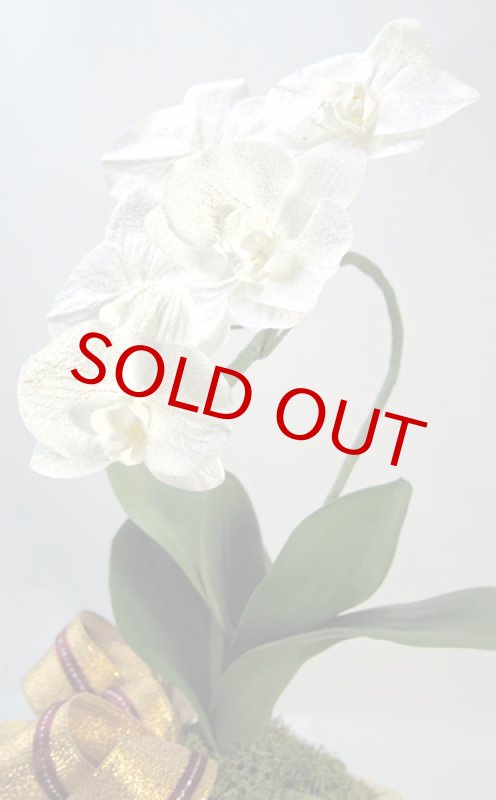 画像2: KOCHOU-鉢植え仕立てのプリザーブド胡蝶蘭 (2)