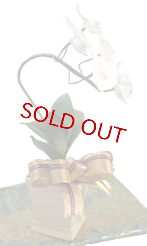 画像4: KOCHOU-鉢植え仕立てのプリザーブド胡蝶蘭 (4)