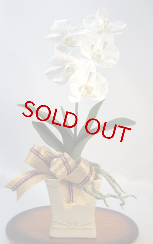 画像5: KOCHOU-鉢植え仕立てのプリザーブド胡蝶蘭 (5)