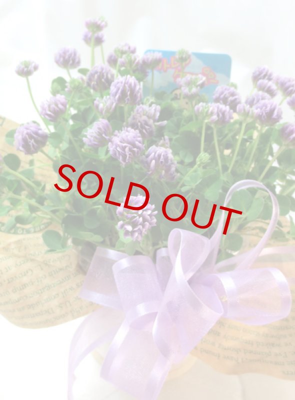 画像3: クローバーのギフトセット (3)