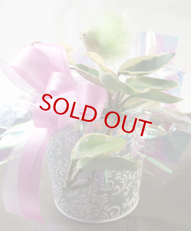 画像5: 桜蘭（サクララン）の鉢植えギフト (5)