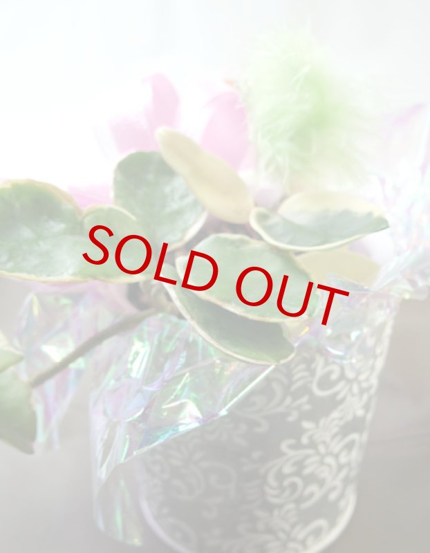 画像3: 桜蘭（サクララン）の鉢植えギフト (3)