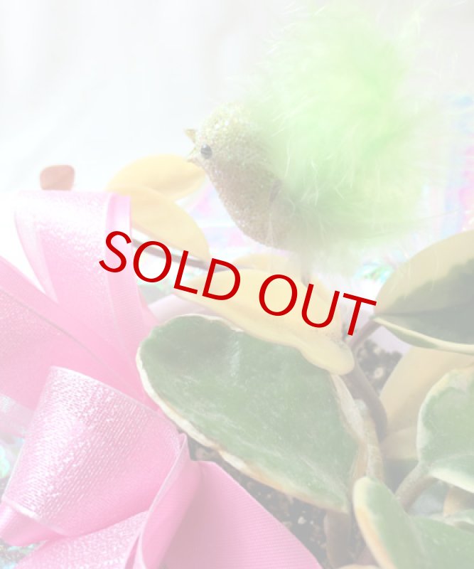 画像2: 桜蘭（サクララン）の鉢植えギフト (2)