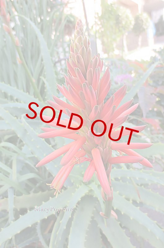 画像4: アロエの鉢植えギフト (4)