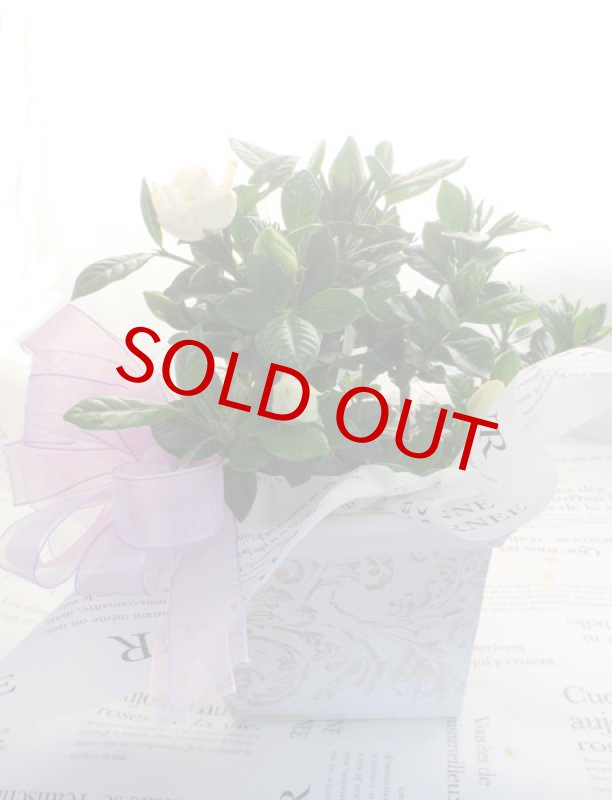 画像3: 梔子（クチナシ）の鉢植えギフト (3)