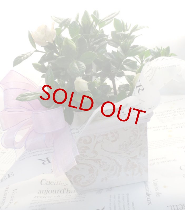 画像2: 梔子（クチナシ）の鉢植えギフト (2)