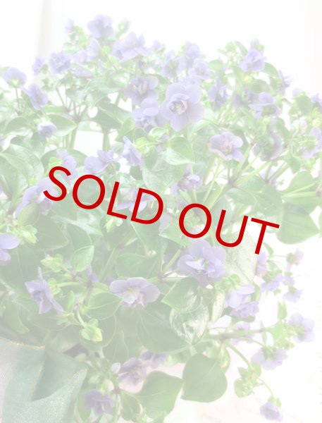 エキザカムの鉢植えギフト フラワーギフトmarypoppins