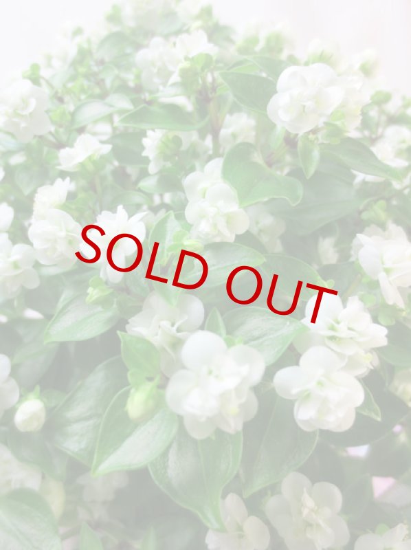 画像2: エキザカムの鉢植えギフト (2)