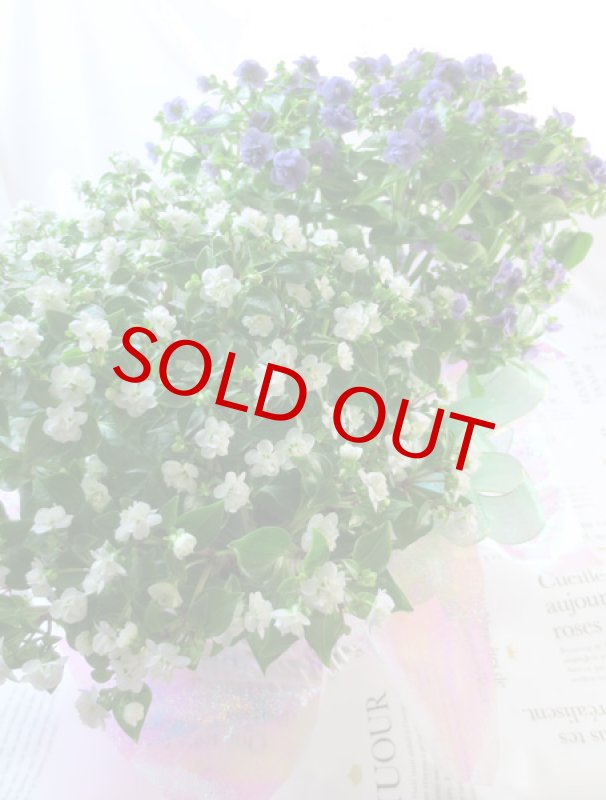 画像6: エキザカムの鉢植えギフト (6)