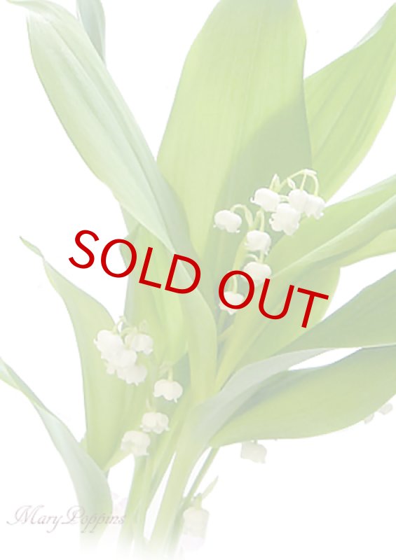 画像2: 鈴蘭（スズラン）の鉢植えギフト (2)