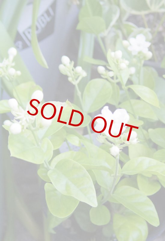 画像4: ジャスミンの鉢植えギフト (4)