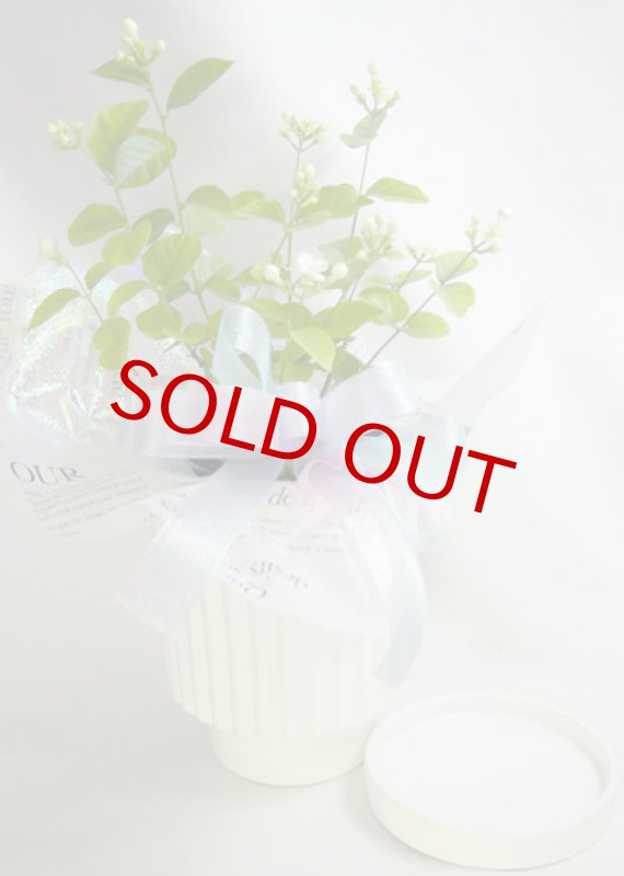 画像2: ジャスミンの鉢植えギフト (2)