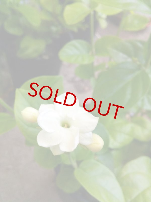 画像3: ジャスミンの鉢植えギフト (3)