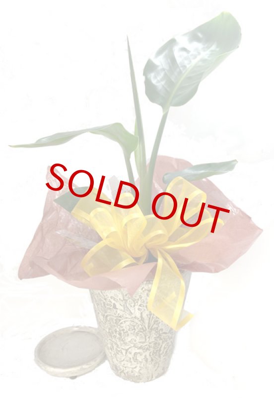 画像2: ストレリチアの鉢植えギフト (2)