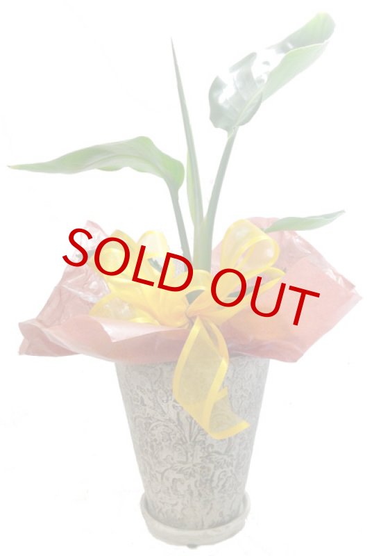 画像5: ストレリチアの鉢植えギフト (5)