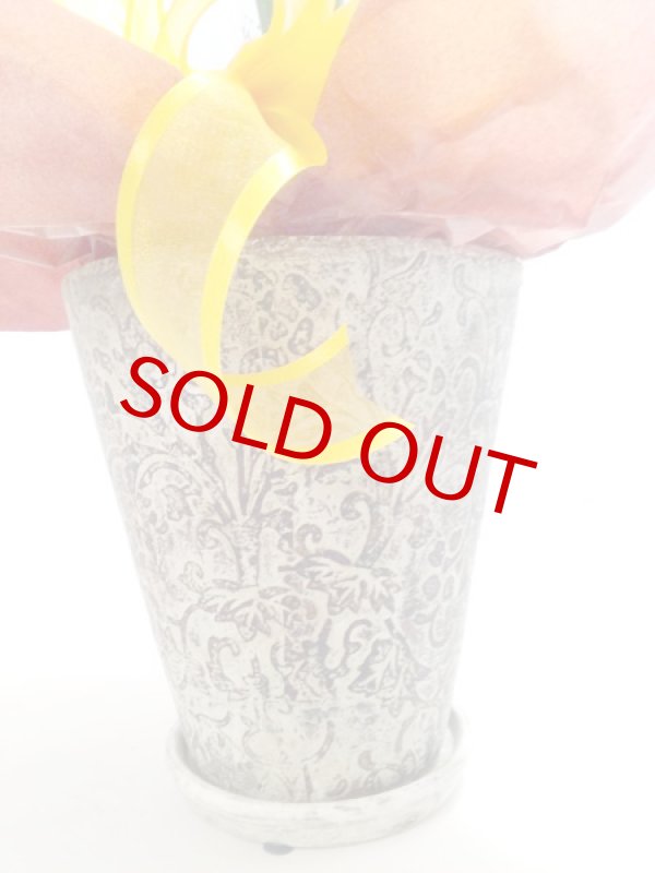 画像3: ストレリチアの鉢植えギフト (3)