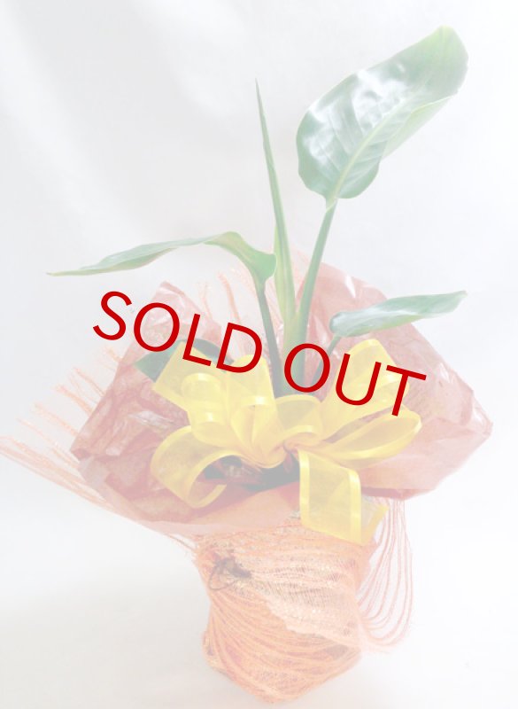 画像6: ストレリチアの鉢植えギフト (6)