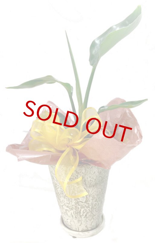 画像4: ストレリチアの鉢植えギフト (4)