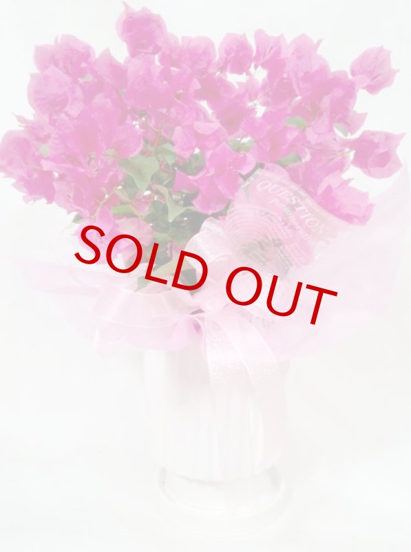 画像2: ブーゲンビリアの鉢植えギフト (2)