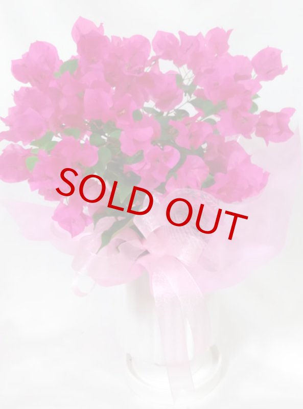 画像3: ブーゲンビリアの鉢植えギフト (3)