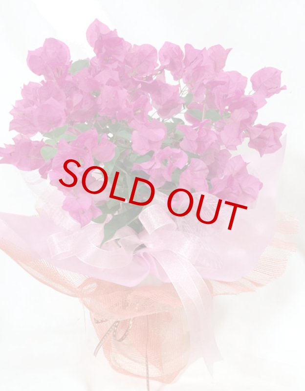 画像6: ブーゲンビリアの鉢植えギフト (6)