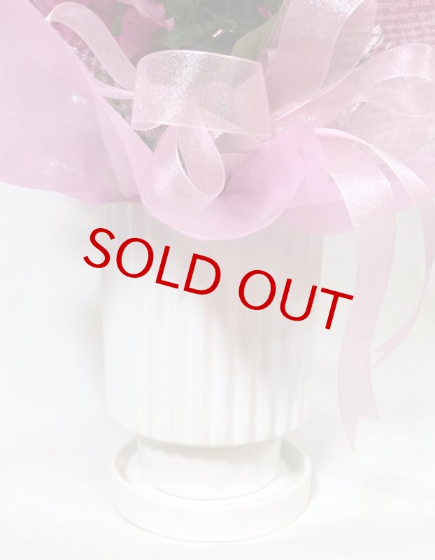 画像5: ブーゲンビリアの鉢植えギフト (5)