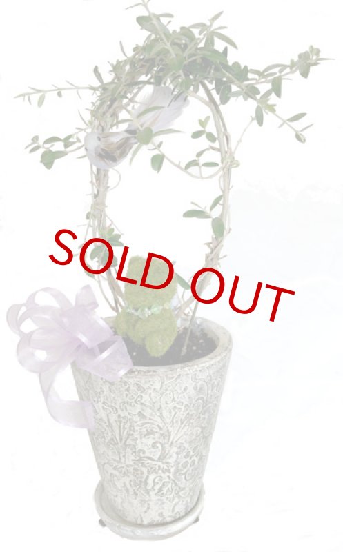 画像4: オリーブと青い小鳥と、モスベアーの鉢植えギフト (4)