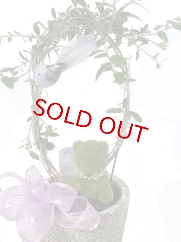 画像3: オリーブと青い小鳥と、モスベアーの鉢植えギフト (3)