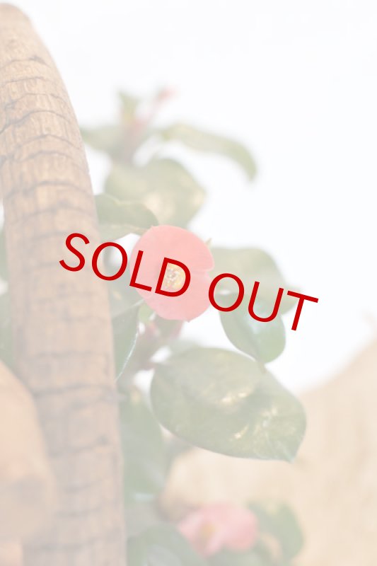 画像2: 刺なしハナキリンのウッドバスケット (2)