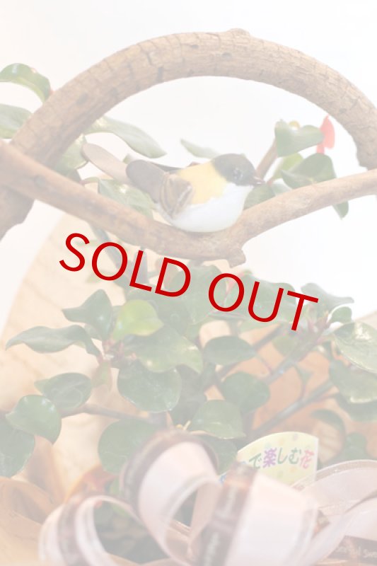 画像5: 刺なしハナキリンのウッドバスケット (5)