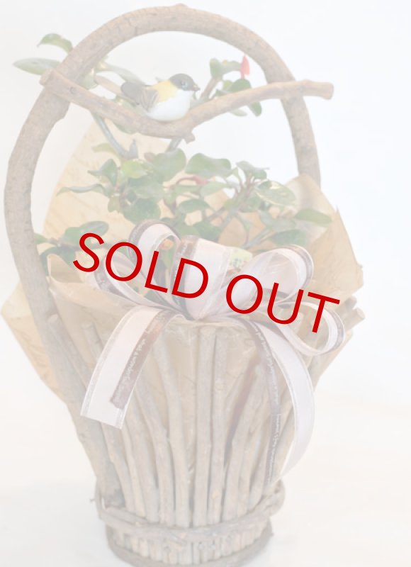 画像4: 刺なしハナキリンのウッドバスケット (4)